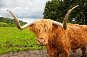 highland-cow-sm